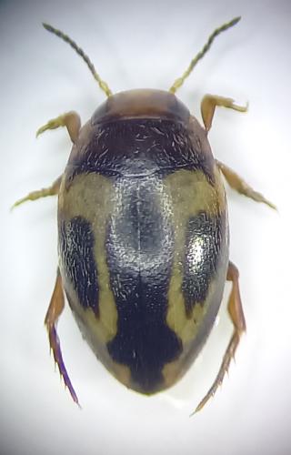 Graptodytes pictus